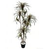 planta