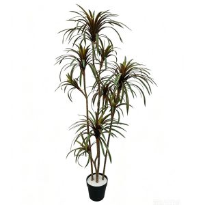 planta