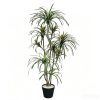 palmera