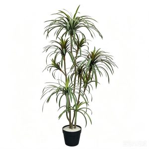 palmera