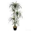 planta