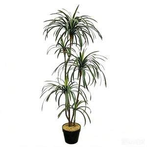 planta