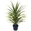 planta