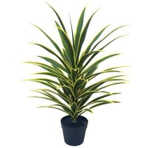 planta