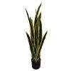 planta