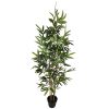planta
