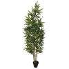 planta