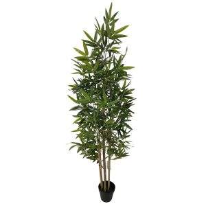 planta
