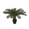 planta