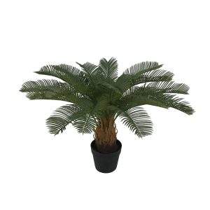 planta