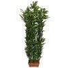 planta