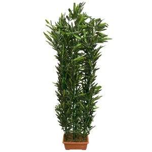 planta