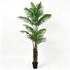 palmera