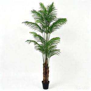palmera