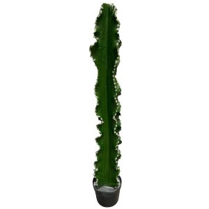 planta